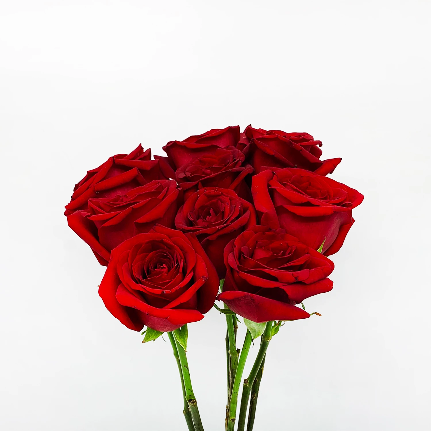 Roses Flowers