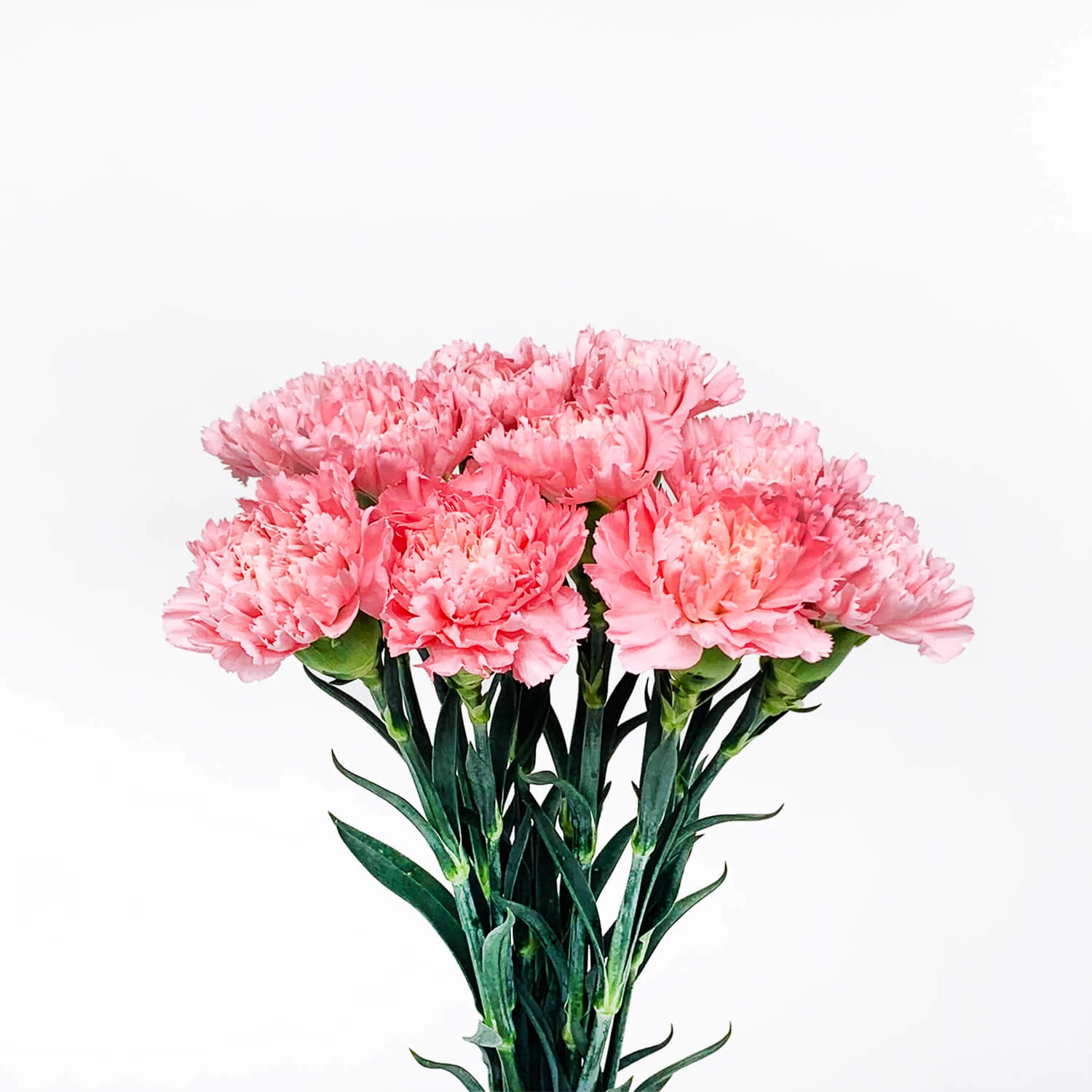 Carnation Flowers