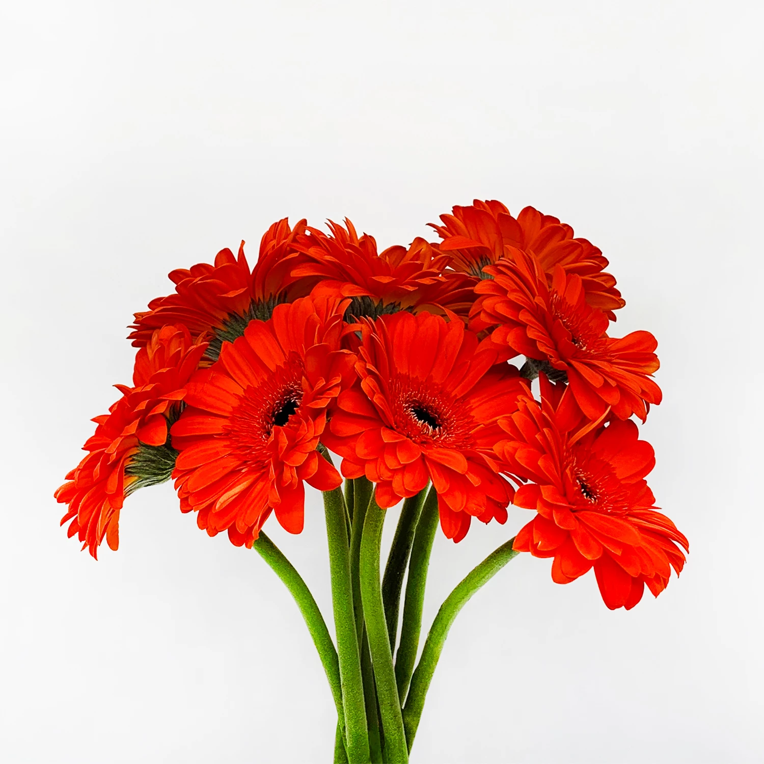 Gerbera Flowers