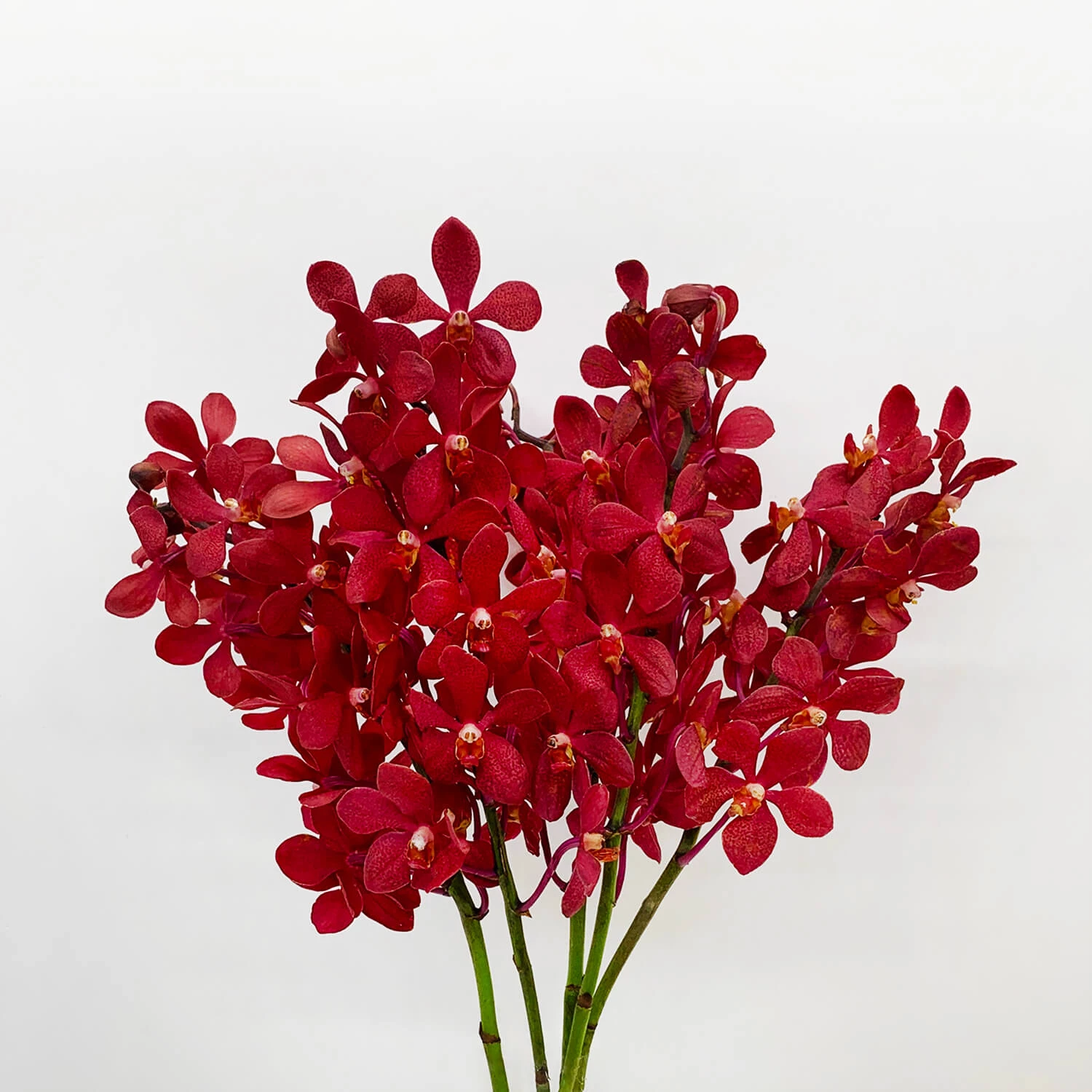 Orchid Flowers
