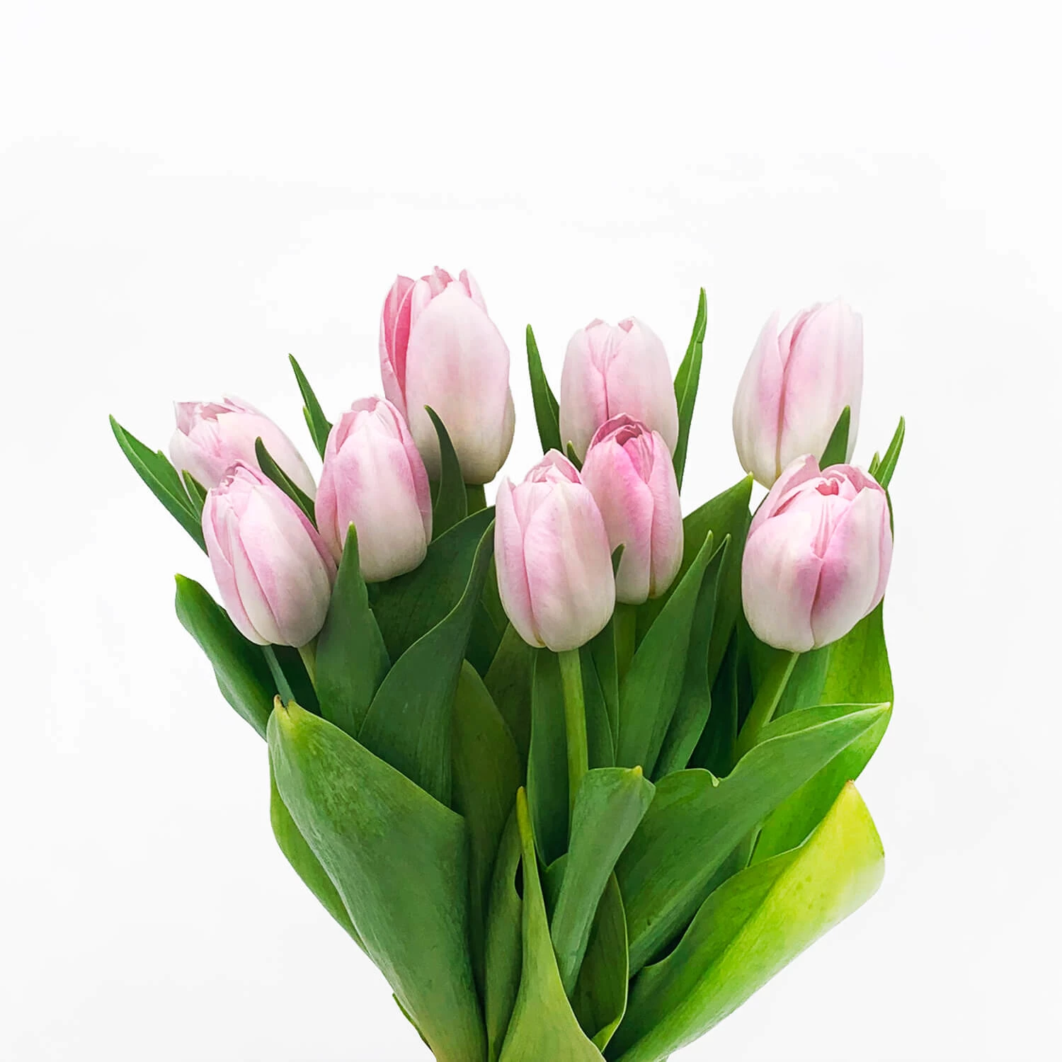 Tulip Flowers
