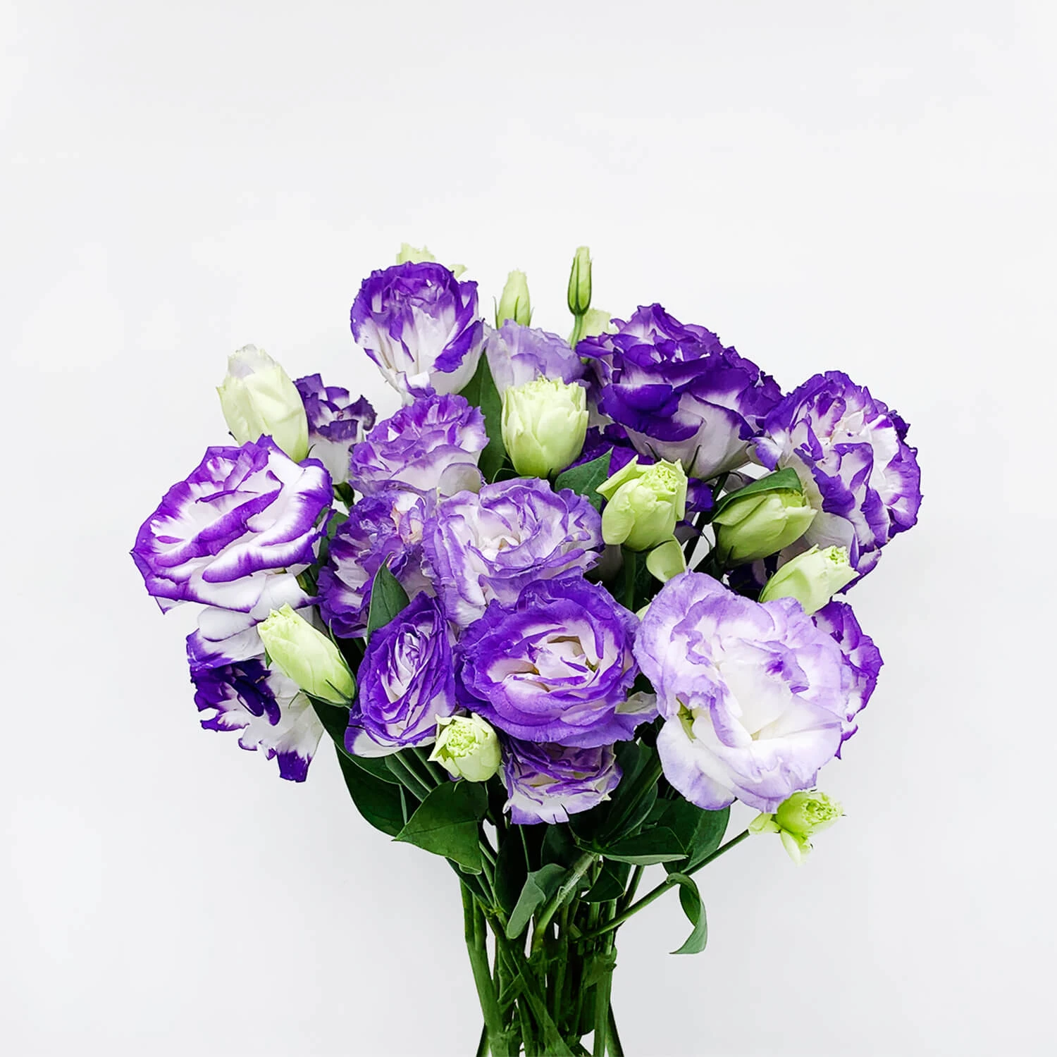 Eustoma Flowers