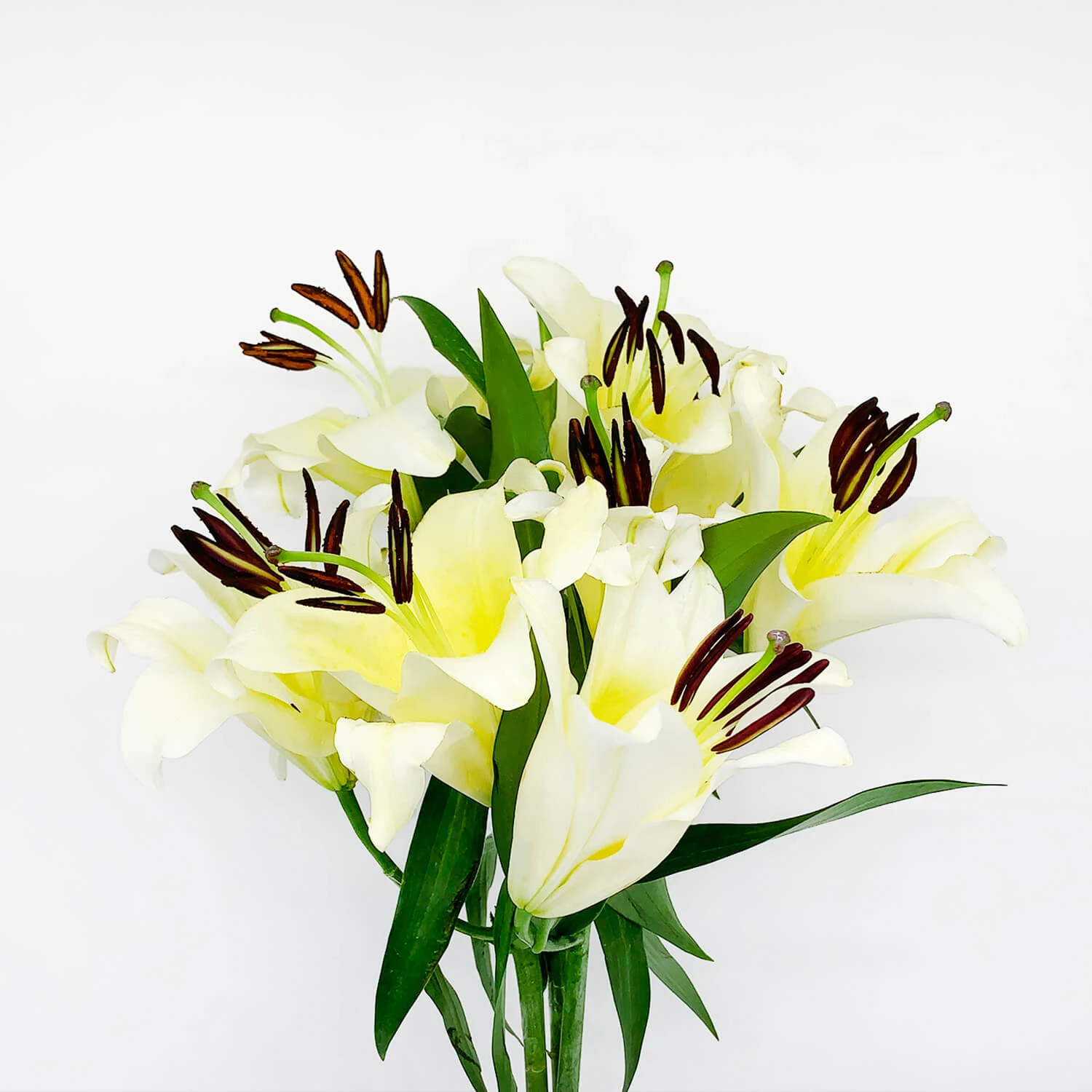 Lily Flowers