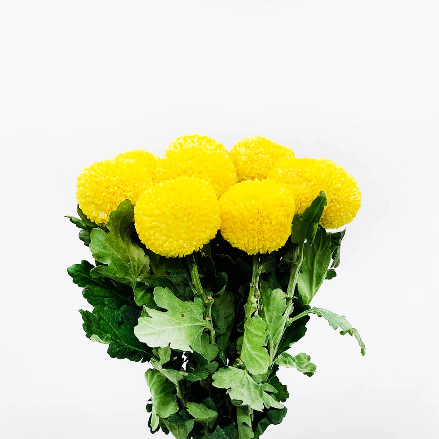 Chryball Flowers