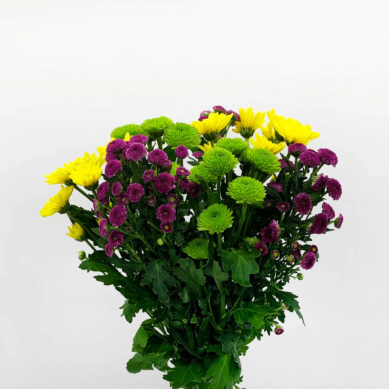 Daisy Poms Flowers
